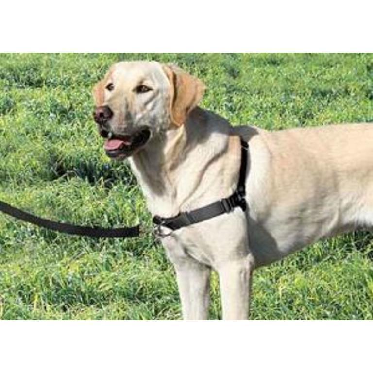 PREMIUM PETT EASY 50/65CM20 NE